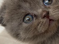 50 günlük eğitimleri tam scottish fold bebekler