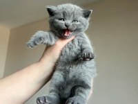 A++ TOP KAFA BRITISH SHORTHAIR YAVRULAR