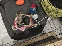3 Aylık Dişi Pug