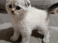 Pamuk şeker kediler yeni ailelerini bekliyor