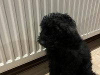 Toy Poodle İki Aylık