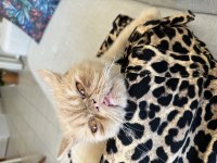 İRAN KEDİMİ SAHİPLENDİRİYORUM