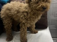 5 aylık dişi poodle