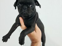 Pug Mops Minikler