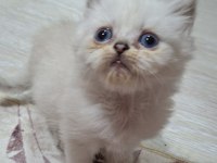 Tatlı Gofret British Longhair Yuvasında