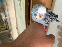 25, 26 ve 27 GÜNLÜK KUSURSUZ 3 ERKEK JUMBO BEBEK MUHABBET
