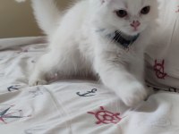 2 aylık British Longhair gayet sağlıklı sorunsuz