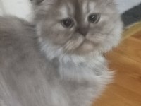 10 aylık sağlıklı scottish fold kedimiz