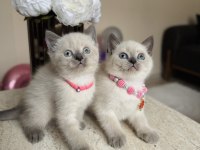British Shorthair Bluepoint Yavrular