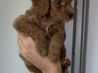 2 BUÇUK AYLIK ERKEK TOY POODLE