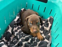 Asil ve Güçlü Doberman Yavrular Sahiplerini Bekliyor