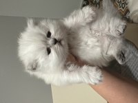 Safkan İran Chinchilla Bebeklerimiz