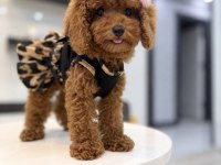 Güler Yüzlü Teddy Face Toy Boy Dişi Poodle Yavrumuz