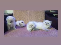 SAFKAN AYI SURAT BRİTİSH YAVRULARIMIZ