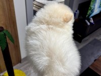 Pomeranian Boo Bebek