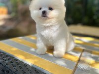 Pomeranian Boo Yavrumuz 2 Aylık