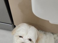 Oyuncu ve çok sevimli maltipoo cinsi yavru