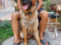 Alman kurdu yavruları