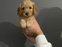 2 red 1 apricot son 3 yavru poodle
