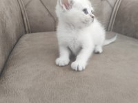 Gold Point Scottish Fold Mavi Gözlü Yavru