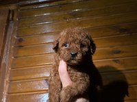 KORE TOY POODLE YAVRULARI YENİ YUVASINA HAZIR