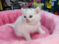 Scottish fold yavru kediler