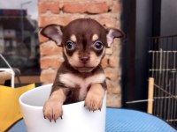 Tea Cup Yavru Chihuahua Sigara Kutusu Kadar