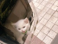 British Shorthair 2 aylık dişi Tuvalet eğitimi var