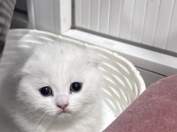 Scottish Fold Yavrular