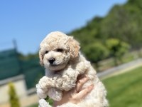 Nadir renk beyaz toy poodle