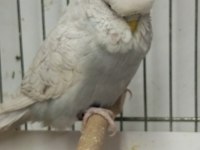Jumbo muhabbet kuşu 2 aylık maviş gri beyaz