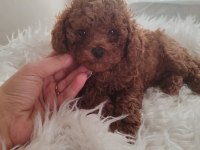 Irk ve sağlık garantili poodle