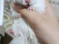 Hamsterımı Sahiplendiriyorum