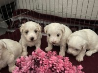 KUCUK TATLI MINIK KÖPEKLER