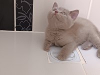 Safkan british ve scottish fold yavrular