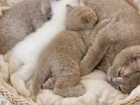 British Shorthair Bluepoint Lilac Kedi Yavruları Adana