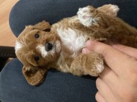 Üst kalite MİNİK CAVAPOO YAVRULAR