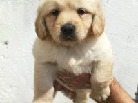 Dost Canlısı Golden Retriever Yavrular