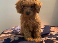 Toy poodle dişi