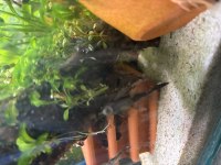 Cüce vatoz