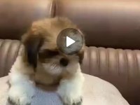 3 Aylık Dişi Shih Tzu (Mersin)