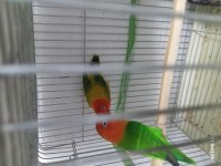 Green opalin green ewening