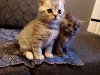Anne Altından Silver British Shorthair Yavrumuz