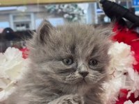Gri british longhair ve beyaz shorthair yavrumuz
