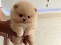 TEACUP PRENSES MİNİ BOY POMERANİAN