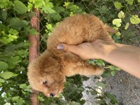 Apricot poodle erkek