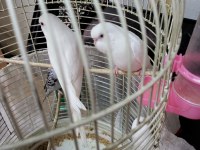 Albino Muhabbet Kuşu Yavruları