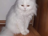İran chinchilla 4 yaşında
