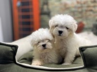 Kar Beyaz Maltese Terrier Yavrularımız @petclubadanaa