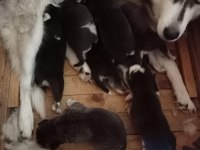 Husky yavrularım yeni ailesini bekliyor